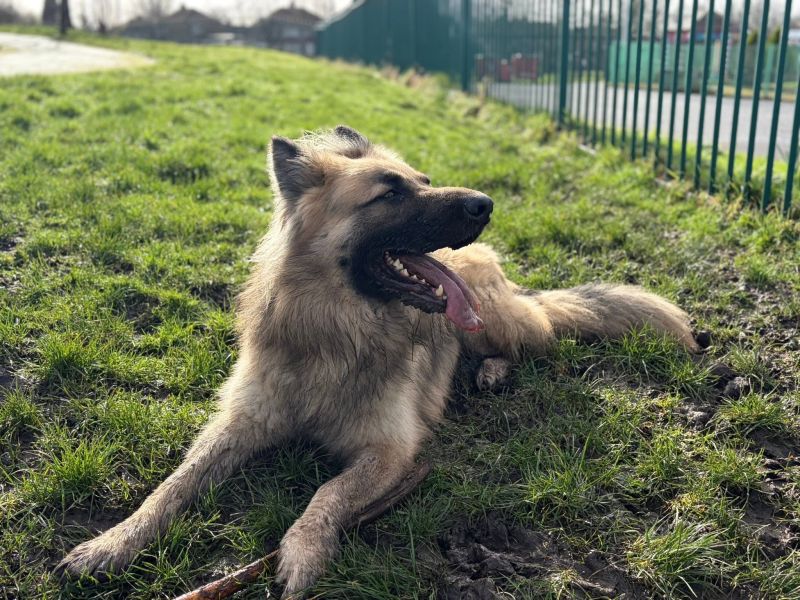 A German Shepherd lying on sunny grass